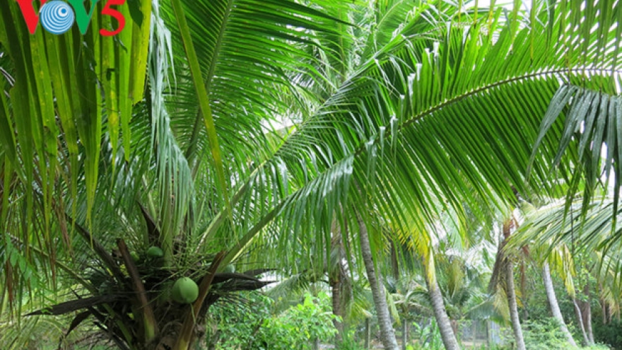 Ben Tre’s vast coconut groves