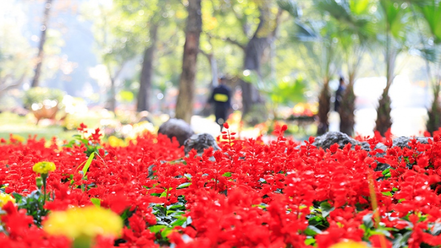 Flower road in the heart of Hanoi