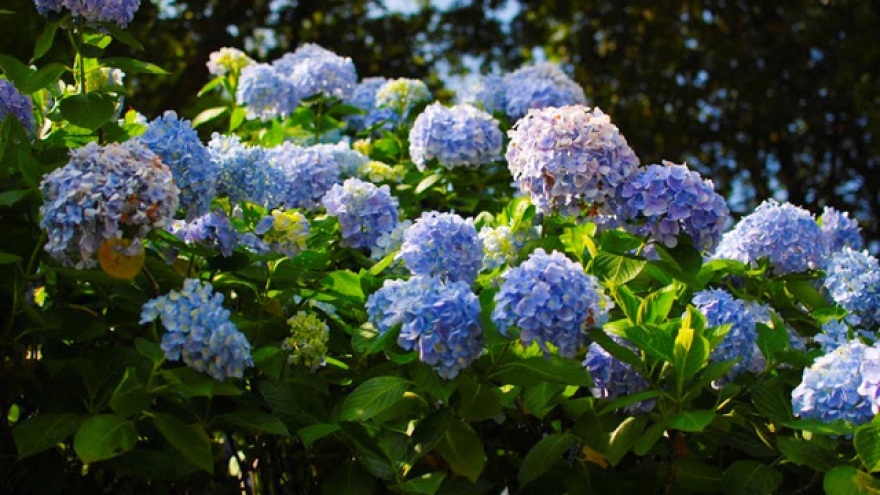 Discovering a ‘paradise’ of hydrangea flower gardens in Cao Bang