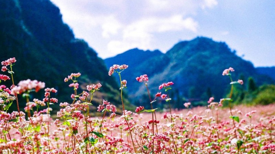 Top destinations to enjoy the Tam Giac Mach flower blooming