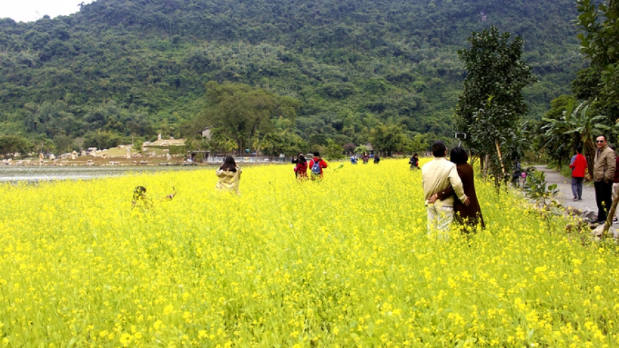 Visitors flock to see vibrant yellow mustard fields of Ninh Binh