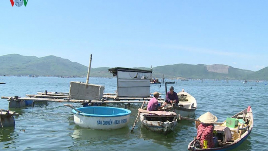 'Unprecedented' mass death of fish in Phu Yen 