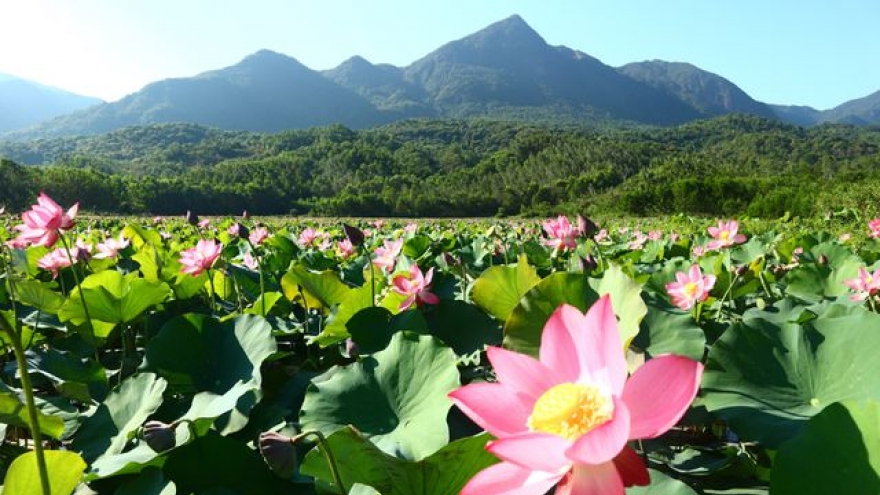 Exploring stunning lotus flower fields of Quang Nam