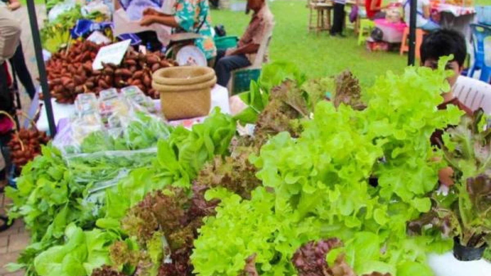 Pracharat markets to be developed as central markets for farm products