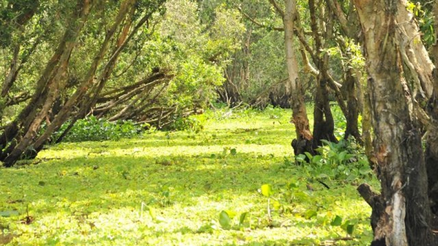 Tra Su indigo forest proves popular attraction among visitors 