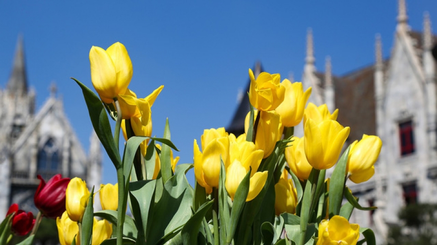One million tulip flowers shine in Ba Na Hills 
