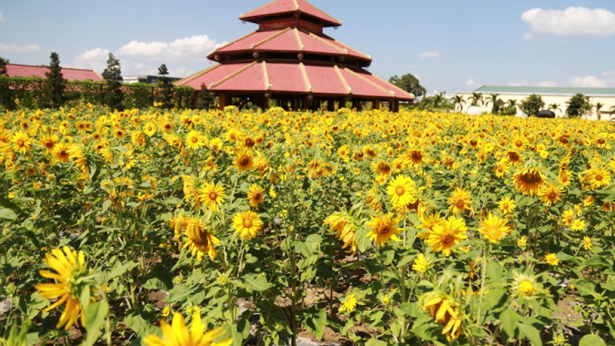 Visitors flock to Nha Trang sunflower garden for Tet