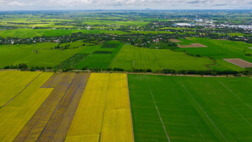 Beautiful images of the ripening rice fields of An Giang