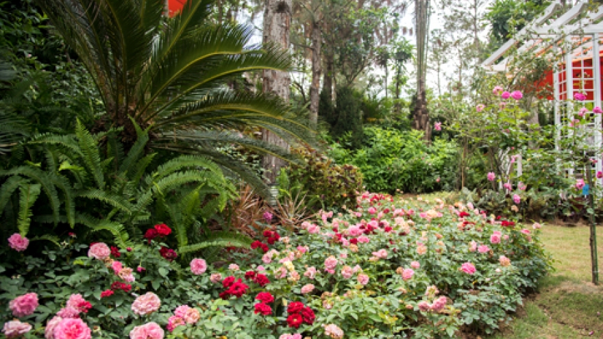 Rose Kingdom to appear in Vietnam