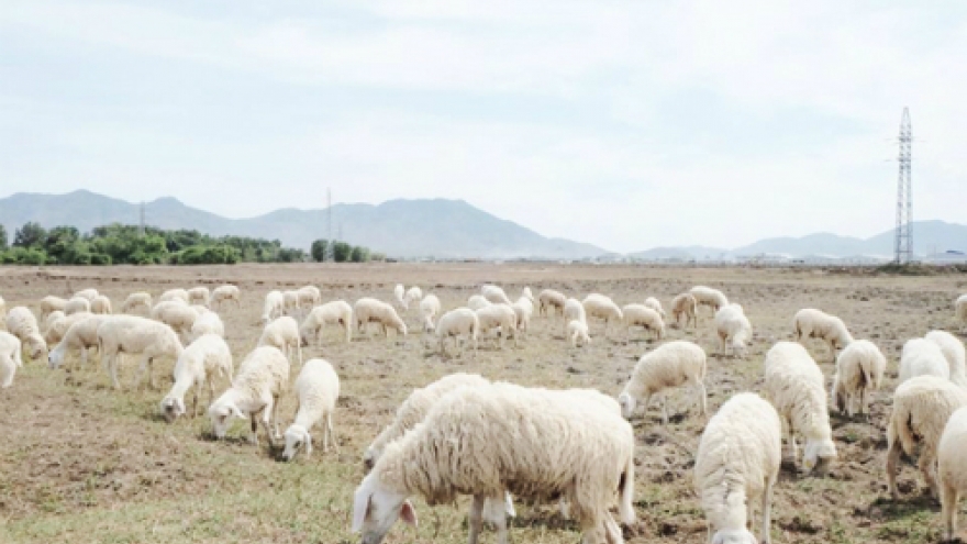 Sheep field in Ba Ria Vung Tau