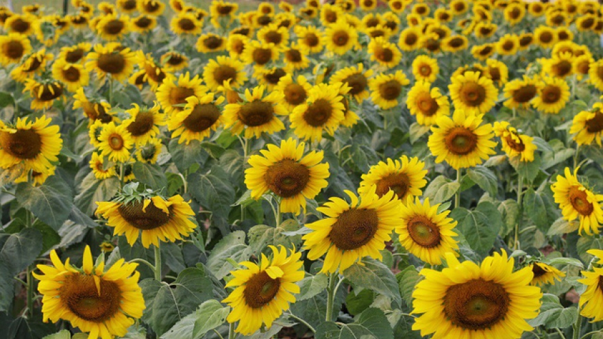 Discovering wild sunflower garden near Hanoi