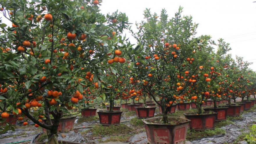 Ornamental red mandarin trees in high demand for Tet 