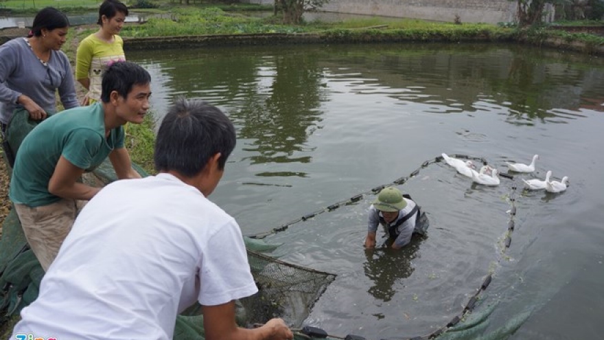 Residents busily harvest fish for Kitchen God Day
