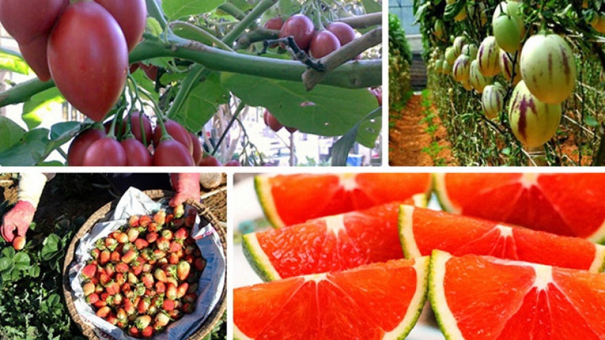 Foreign fruit generate high profits for Da Lat farmers