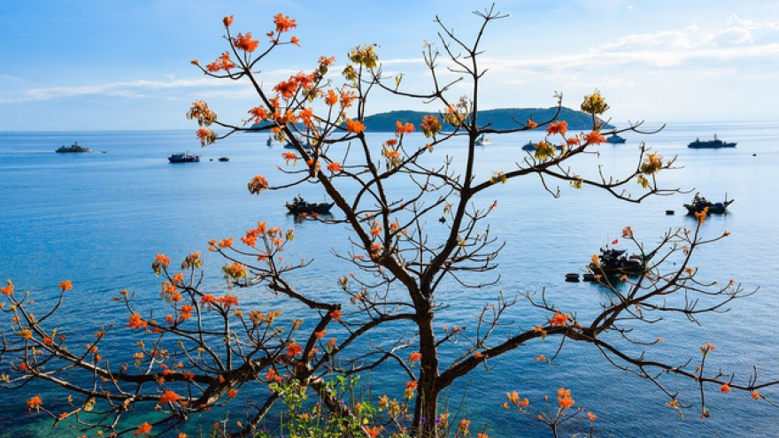 Beautiful firmiana simplex flowers in Cu Lao Cham