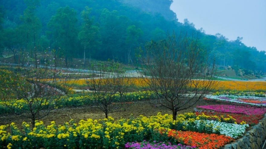 Flower garden in Ninh Binh attracts visitors during Tet