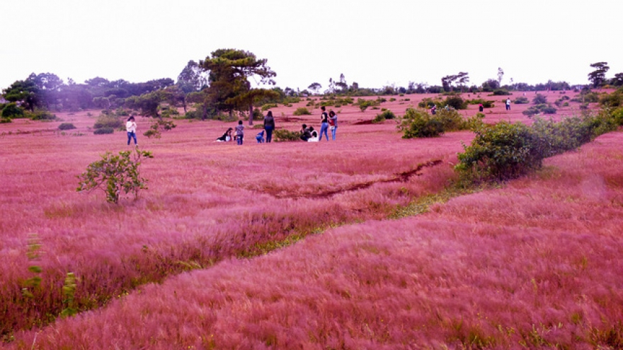 Discover vibrant pink grass hills of Gia Lai 