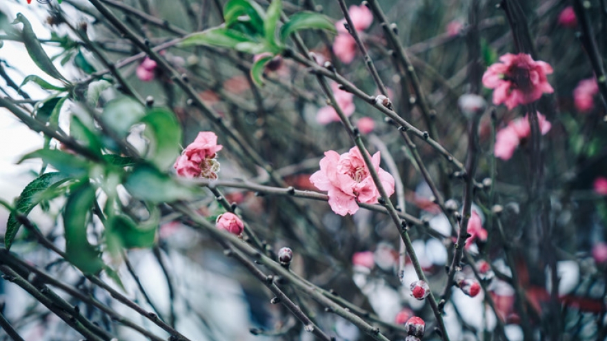 Hanoians wait until last minute to buy TET peach branches 