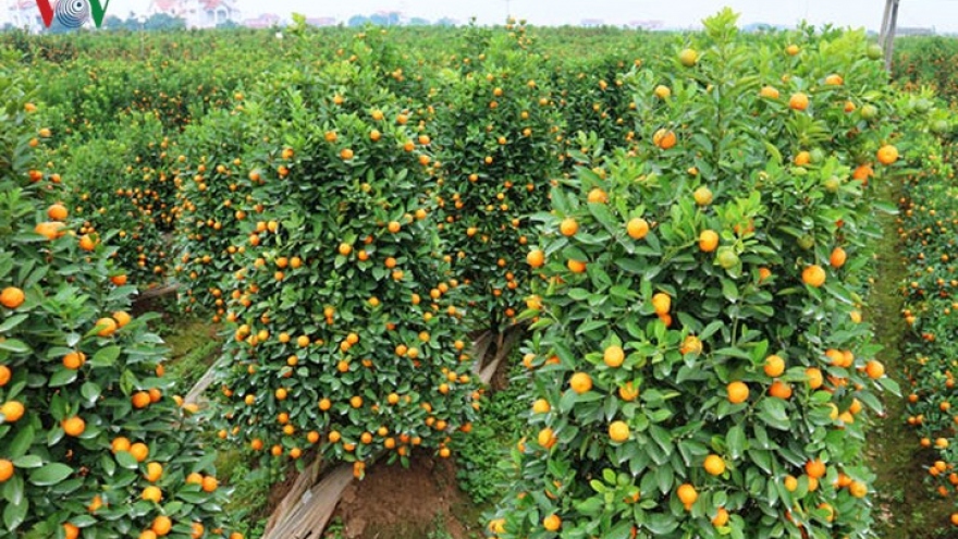 Brisk trade in Hung Yen bonsai kumquat trees as Tet nears 