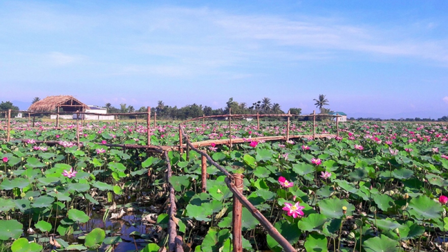 Stunning lotus blossom display in NinhThuan