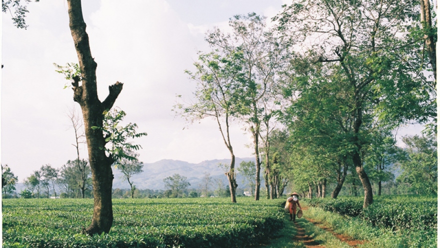 Bien Ho’s tea plantation in Gia Lai 