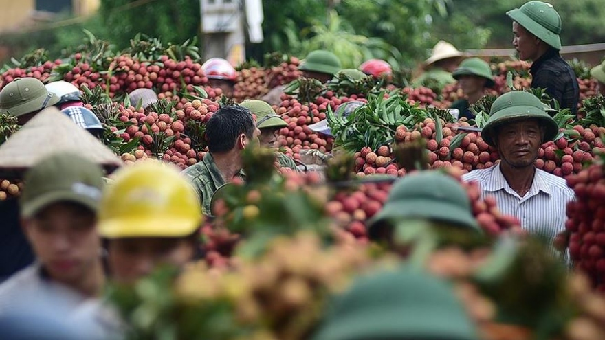 
        Farmers in Bac Giang enjoy bumper lychee harvest season, high prices 
                          
                      