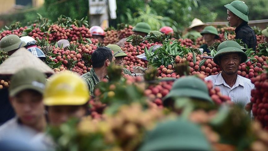 Farmers in Bac Giang enjoy bumper lychee harvest season, high prices 