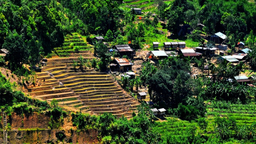 Quang Nam launches free ginseng garden tour