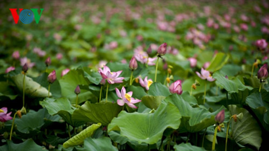 
        Flower street to brighten Ho Chi Minh City
                              