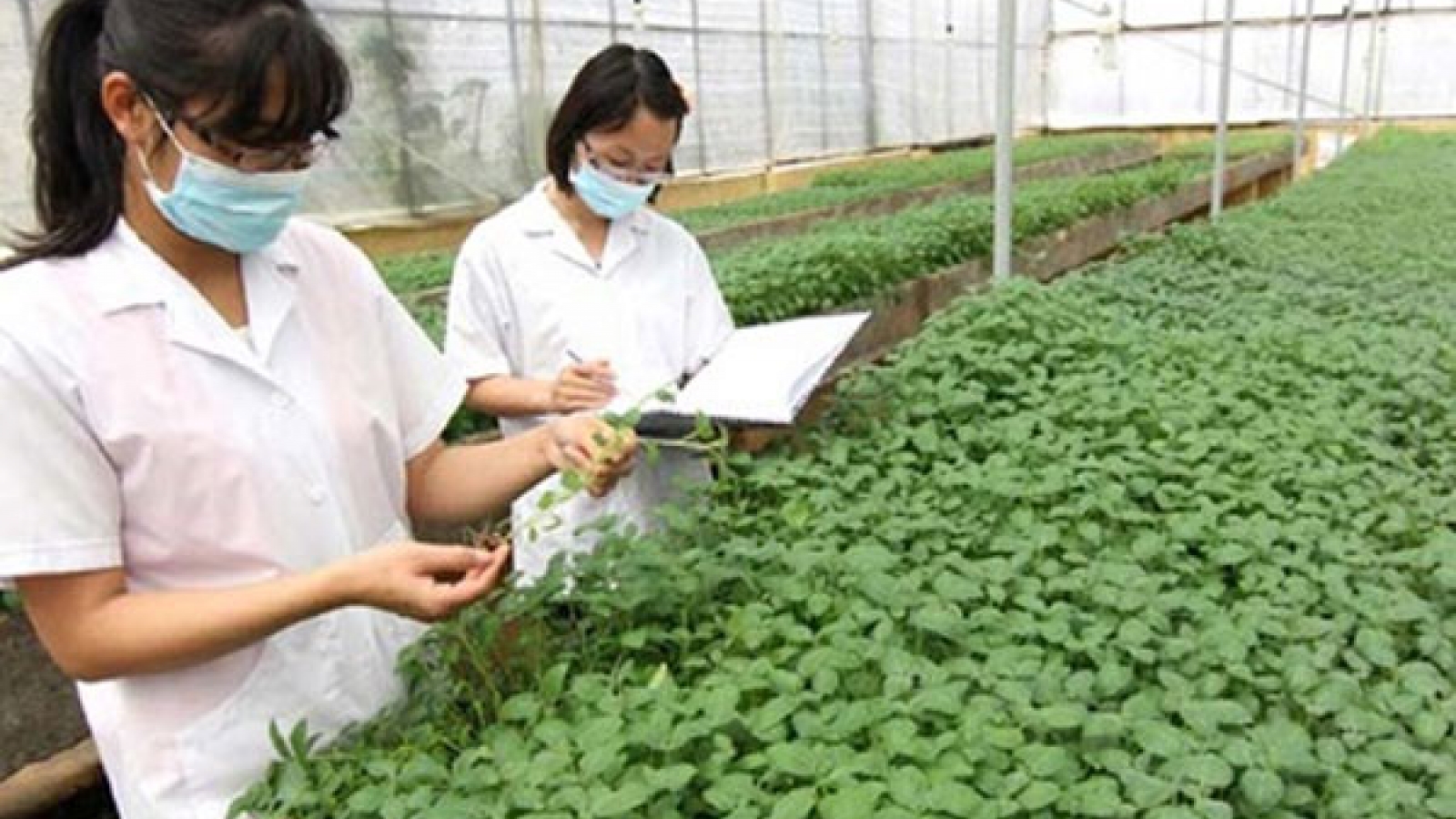 Can Japan ‘agri-tech’ cultivate a new crop of farmers in Vietnam?