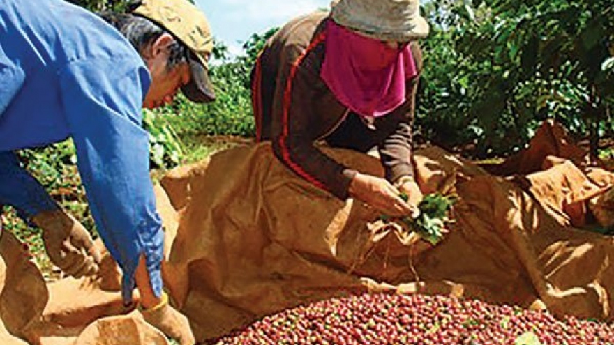 A sad year for Vietnam’s coffee industry