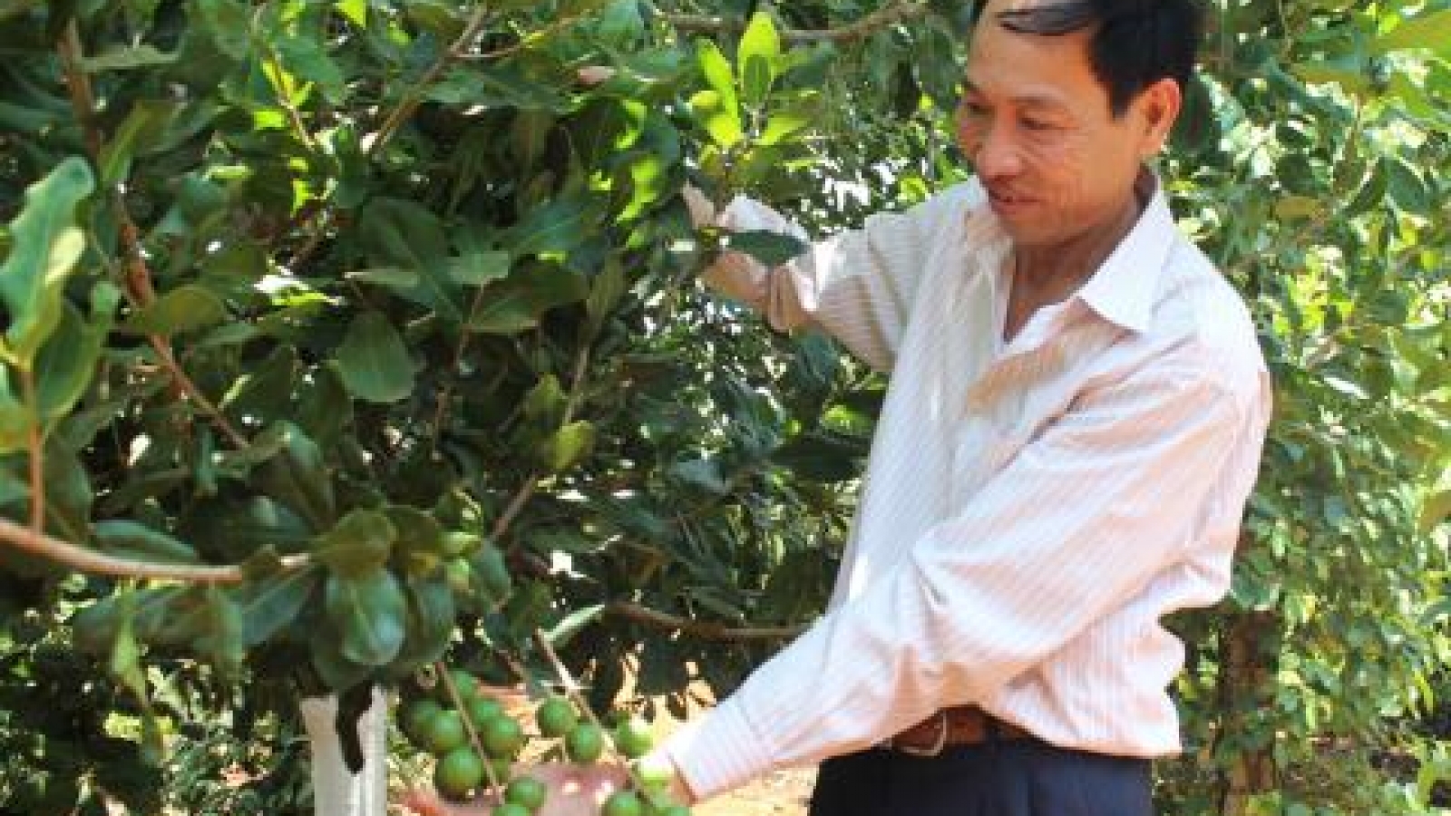 Ignoring warnings, businesses still harbor ‘macadamia dream’