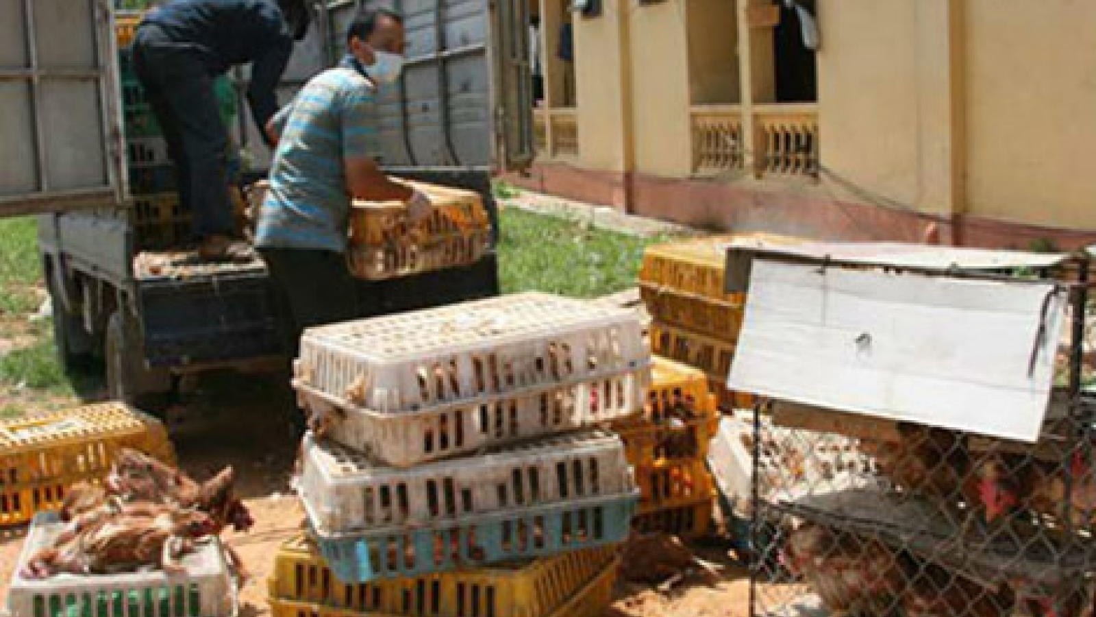 Farmers fear Chinese chicken will bring misfortune