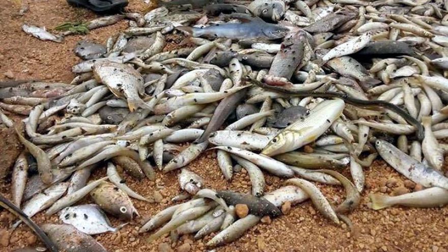 
        Tin ore leak kills fish in central Vietnam
                              