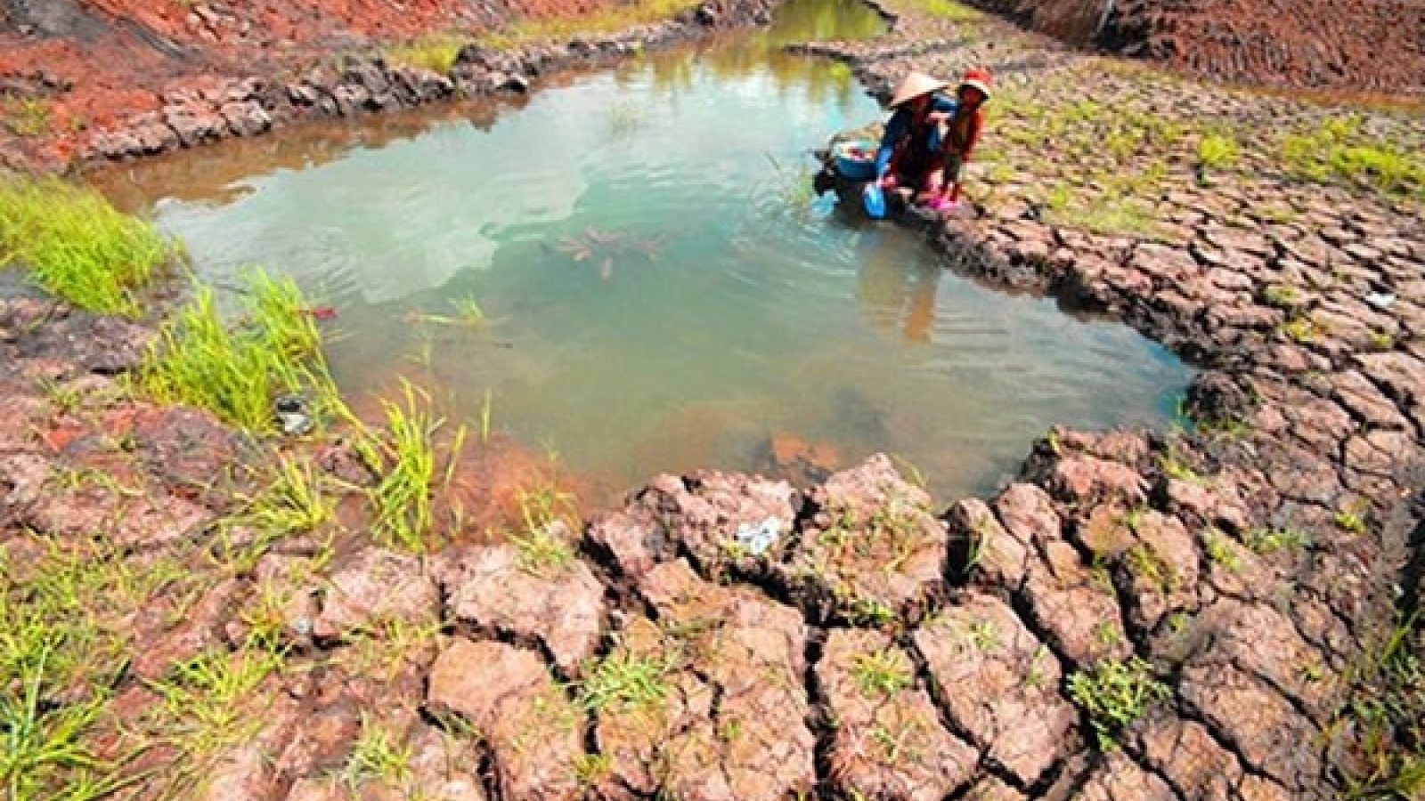 Mekong Delta farmers struggle with drought, salinity aftermath
