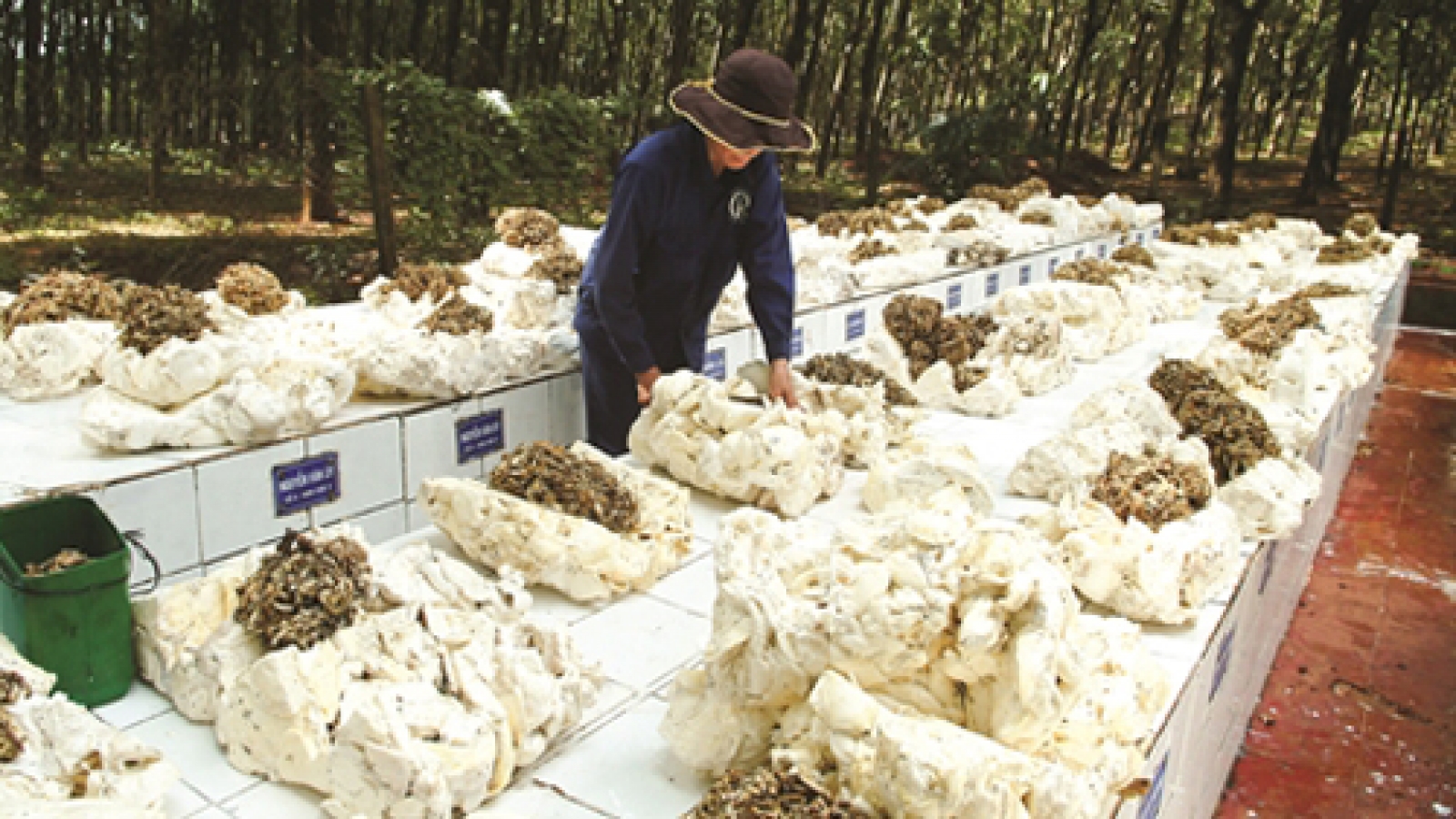 Vietnam’s rubber industry encounters ‘white crisis’