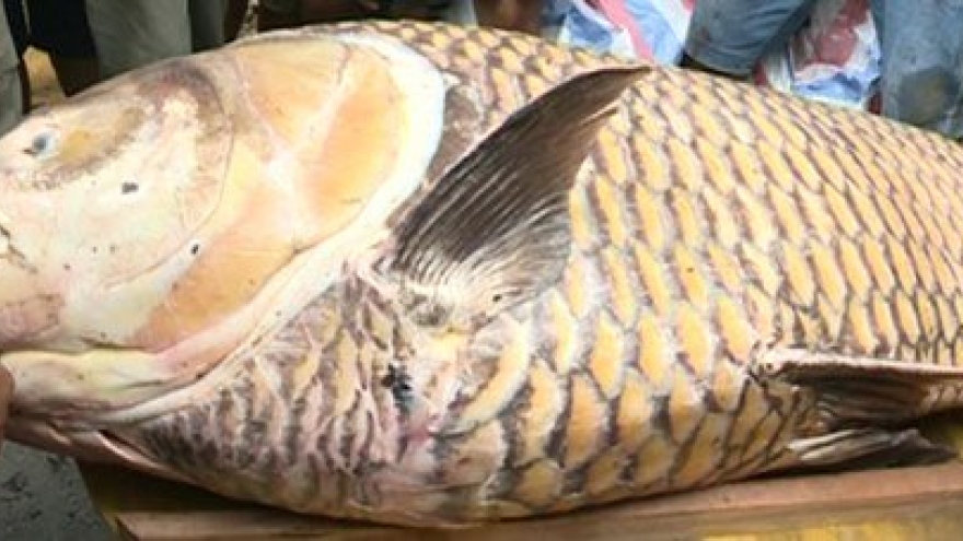 Giant barb caught in Vinh Long