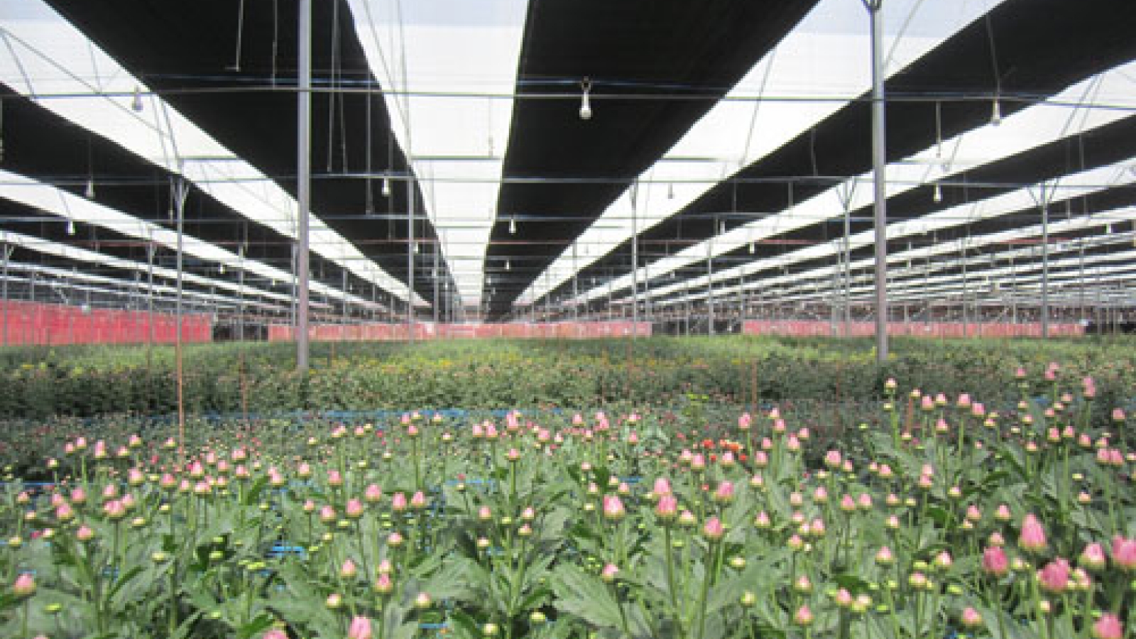 The thorny path to hi-tech agriculture