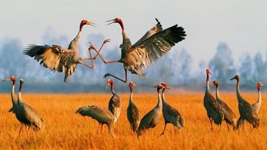 Red-headed cranes return to Phu My Reserve