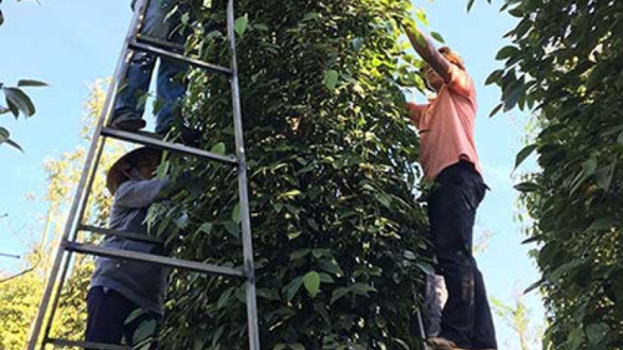 
        Vietnam’s pepper faces difficulties because of India’s ban
                              