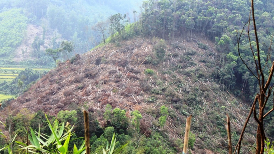 
        ​43 hectares of forest wiped out in Vietnam
                              