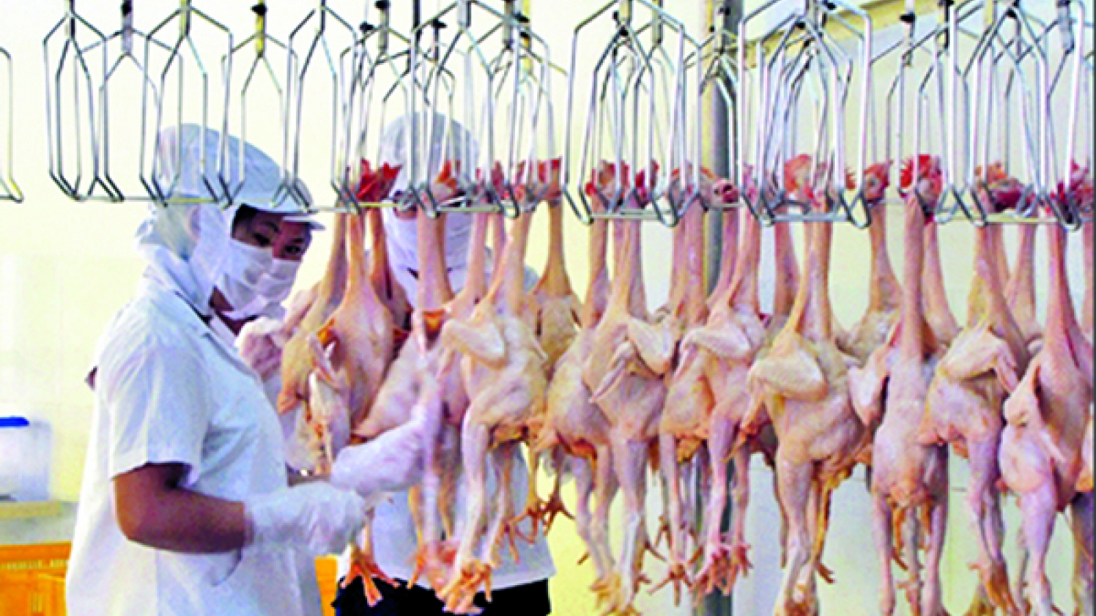 What’s behind chicken exports to Japan?