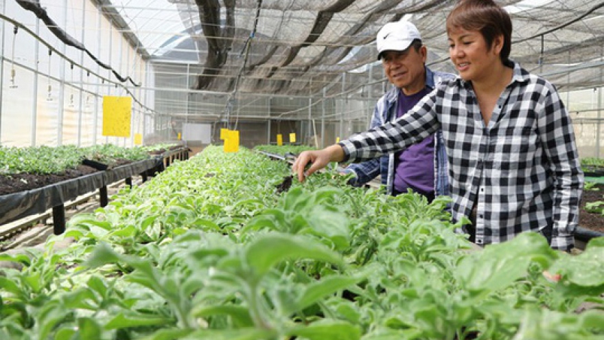 Foreign farmers pour investments in Da Lat