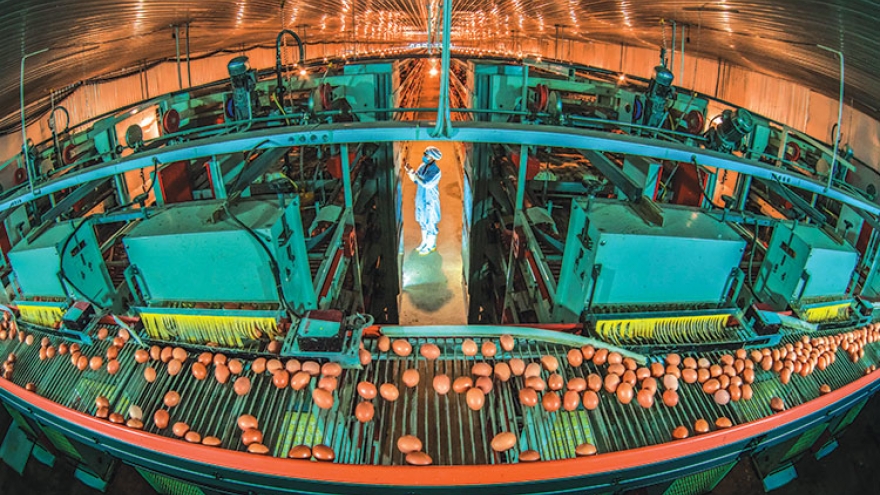 Big investors jump into growing poultry market