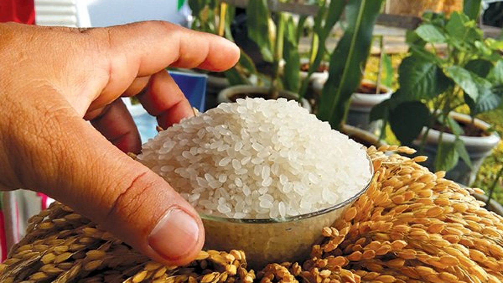 Vietnam mulls solutions to encourage organic agriculture