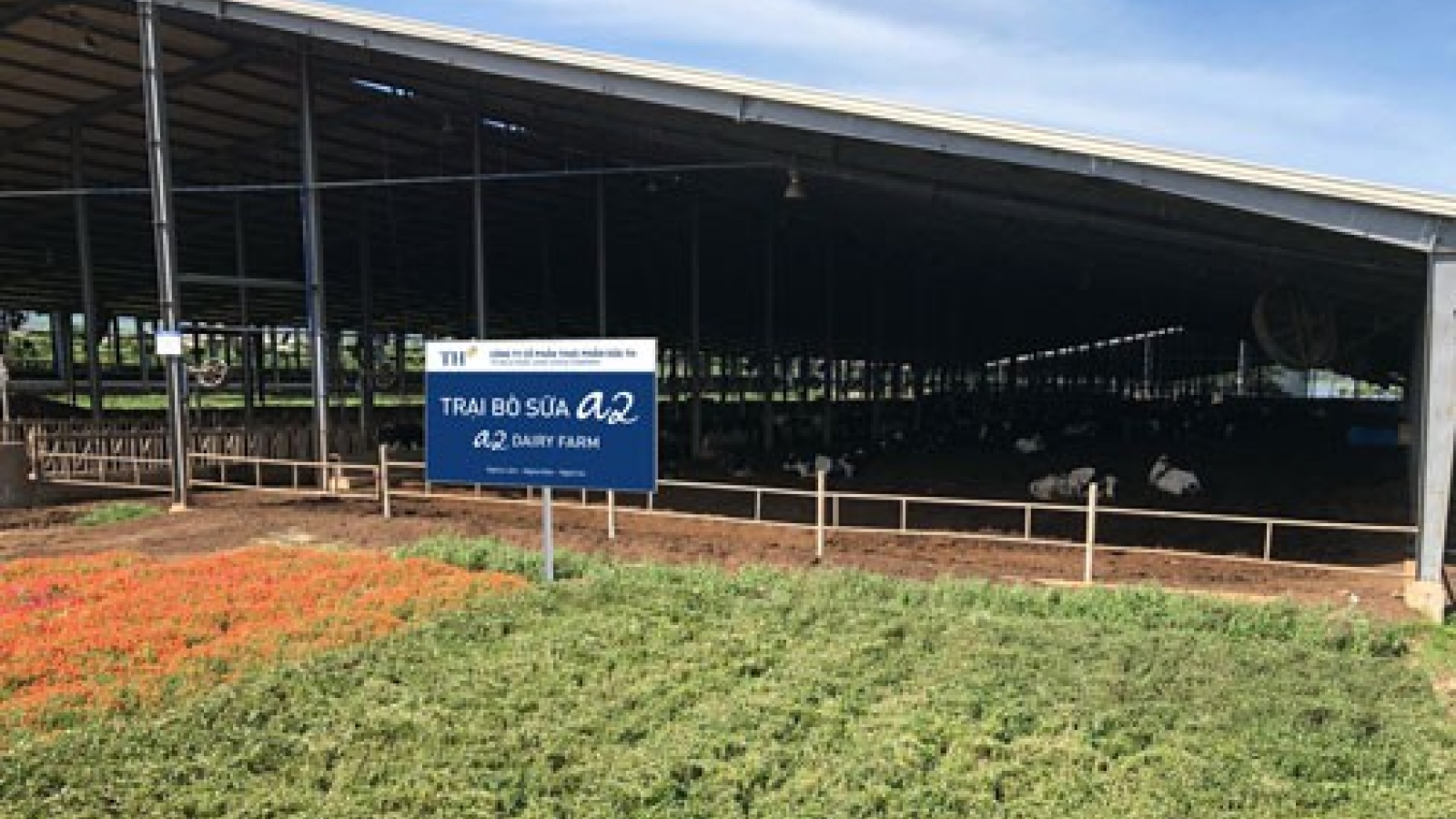 Dairy producers run race in high-end market segment