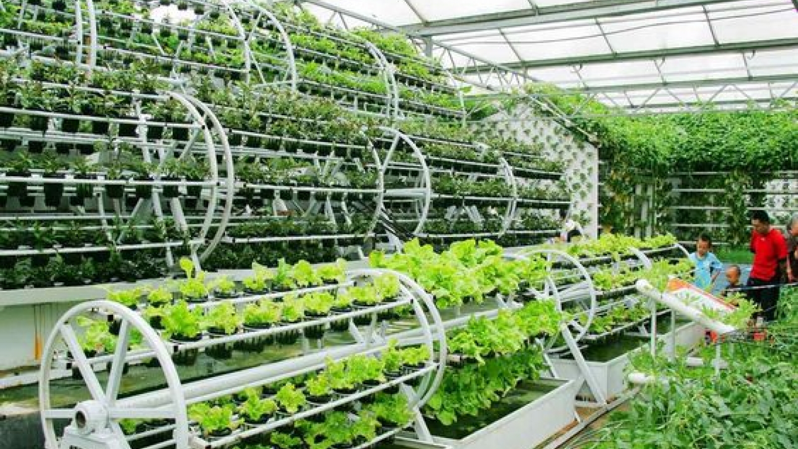 Where is Vietnam’s hi-tech agriculture?