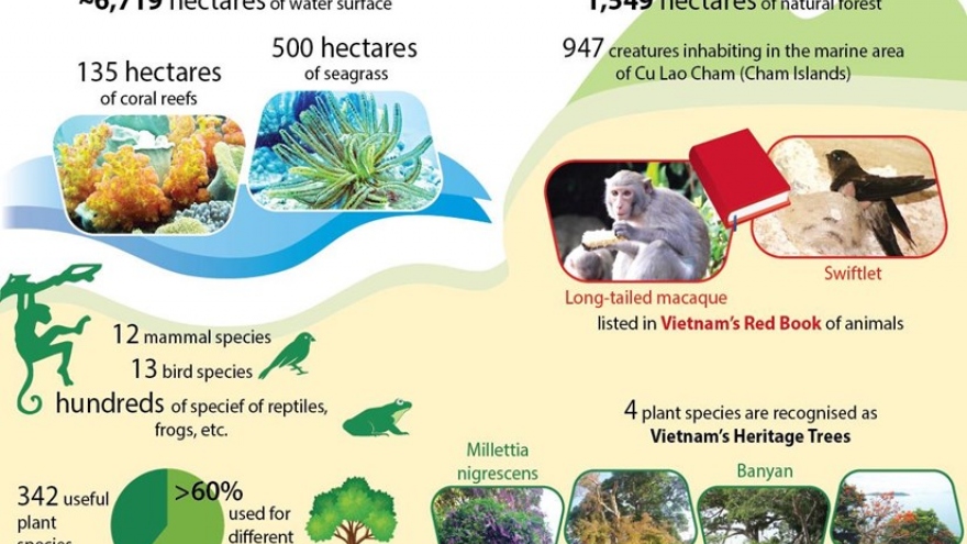 Cu Lao Cham: Giant emerald of Vietnam's sea