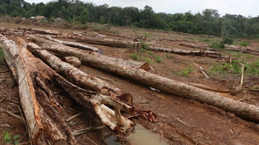 Binh Phuoc authorities apologise for forest destruction