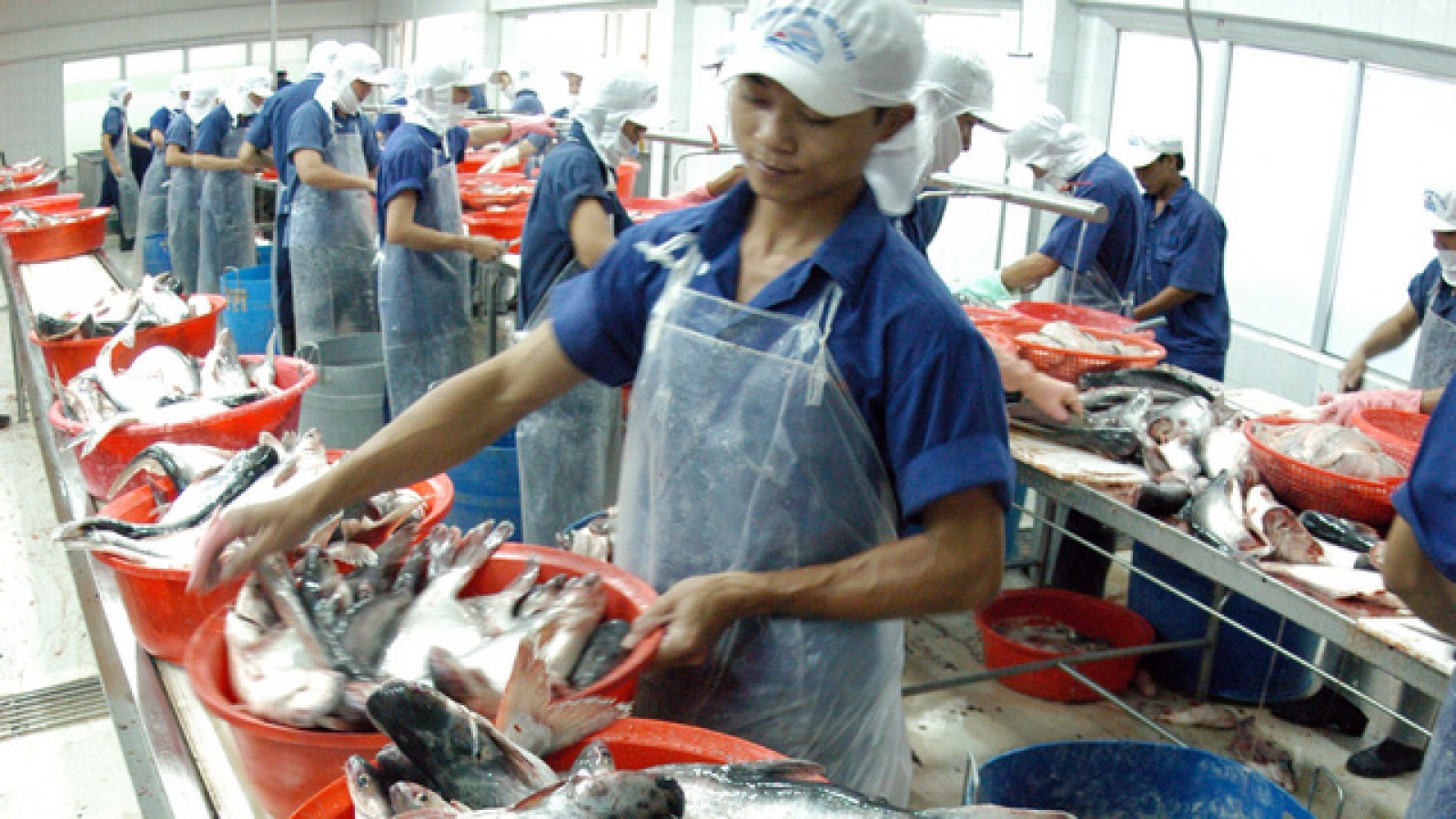 Vietnam’s seafood ‘yellow carded’ by European Commission
